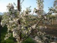 /album/fotogaleria/braeburn-v-kvete-jpg/